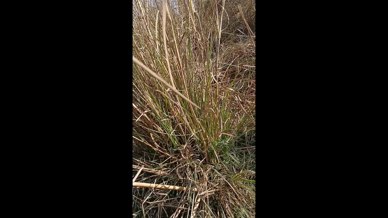 Indian Village Outdoor Highway Road side sex 2023